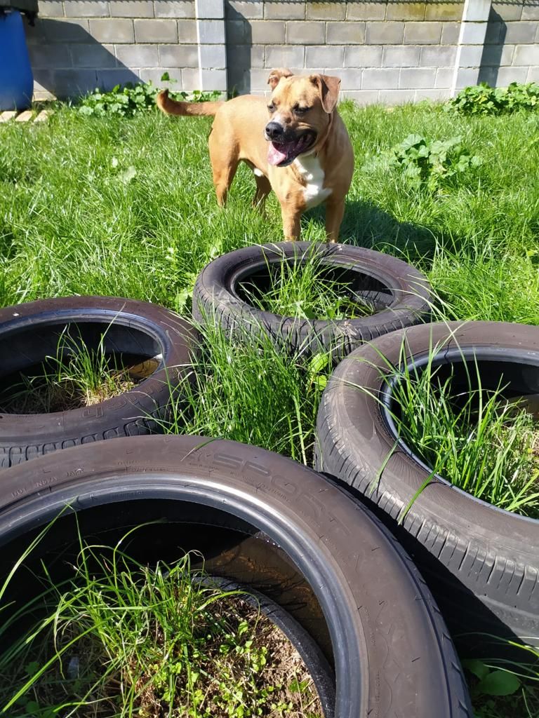 Voluntarios con los perros del albergue canino de Langreo