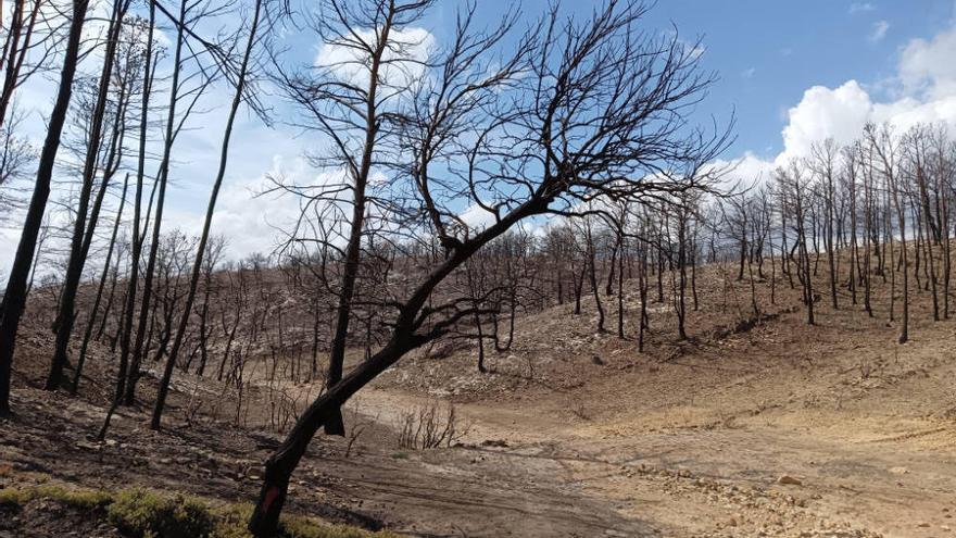 Incendio forestal.