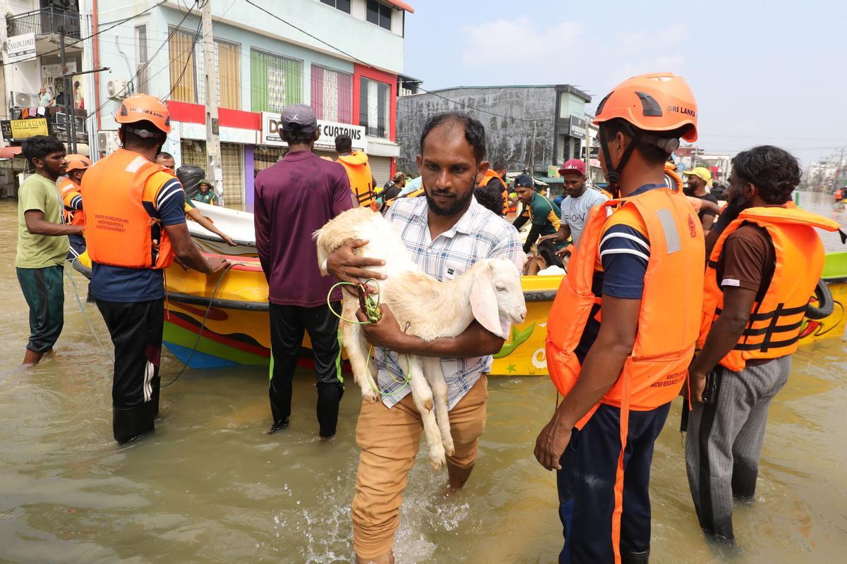 COLOMBO (Sri Lanka), 01/12/2025.- Rescue workers carry a goat rescued from a flood-affected area after heavy rainfall in a suburb of Colombo, Sri Lanka, 01 December 2025. Many parts of the island have been inundated due to heavy rains. According to the Sri Lanka Disaster Management Center, more than 330 people have been killed, and 370 are missing around the country. EFE/EPA/CHAMILA KARUNARATHNE