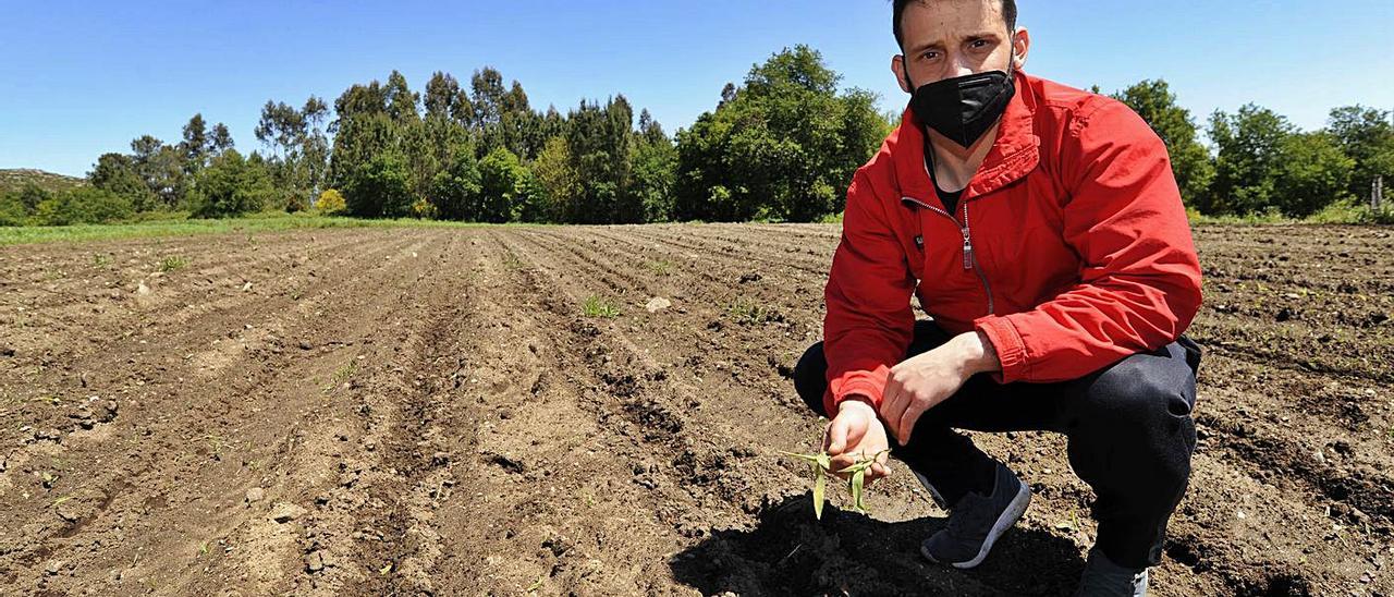 Borja Sesto muestra una de las plantas arrancadas por el jabalí. |  // BERNABÉ/JAVIER LALÍN