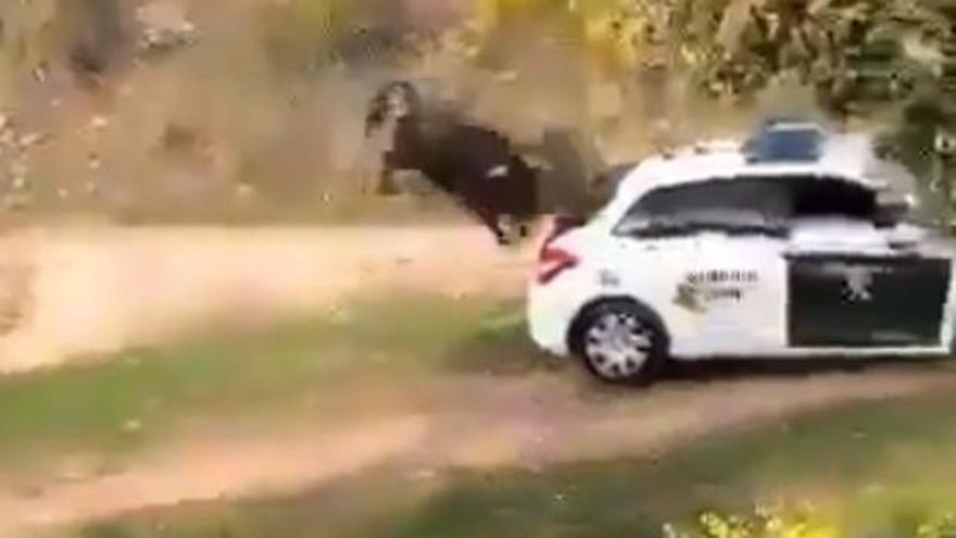 Un toro ataca a tres coches de la Guardia Civil