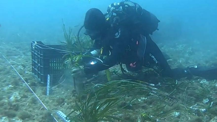 Un buzo se encarga de plantar la posidonia en el lecho marino del Puerto. | APC