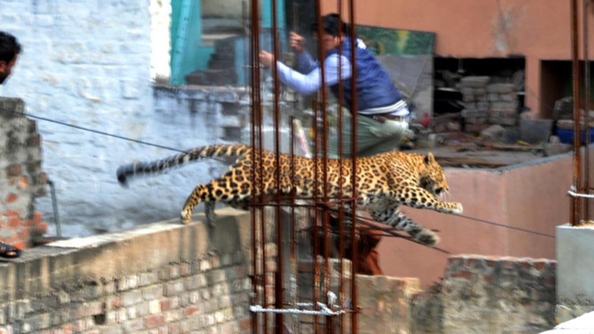 El leopardo salta en una zona urbana de Meerut, en la India.