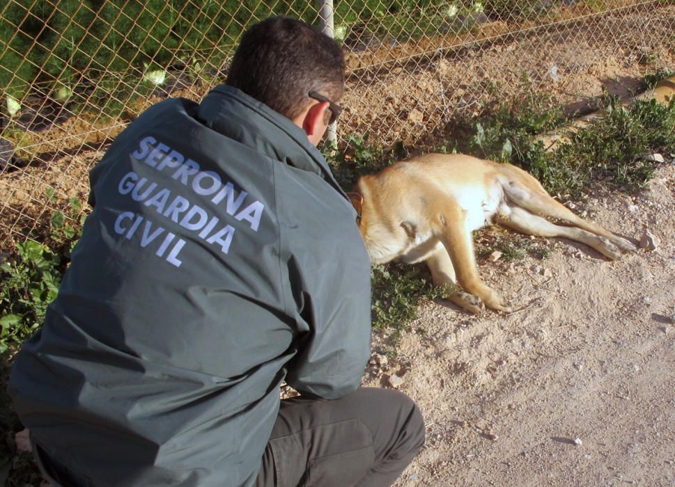 Balance de 2015 del SEPRONA en la Región de Murcia