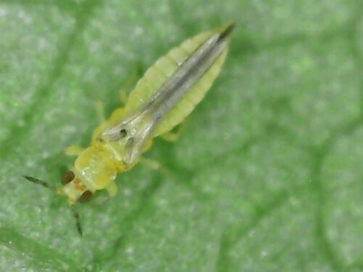 Ejemplar de Scirtothrips dorsalis, nueva especie presente en Castellón.