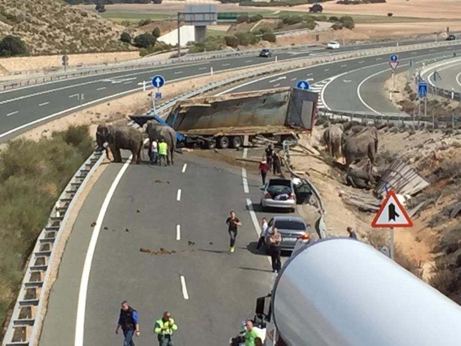 Un camión cargado con elefantes vuelca en la A-30