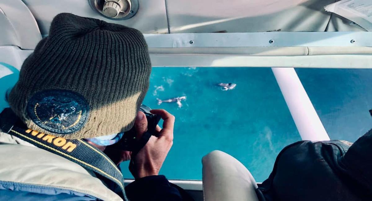Investigadores fotoidentificando ejemplares de ballena franca