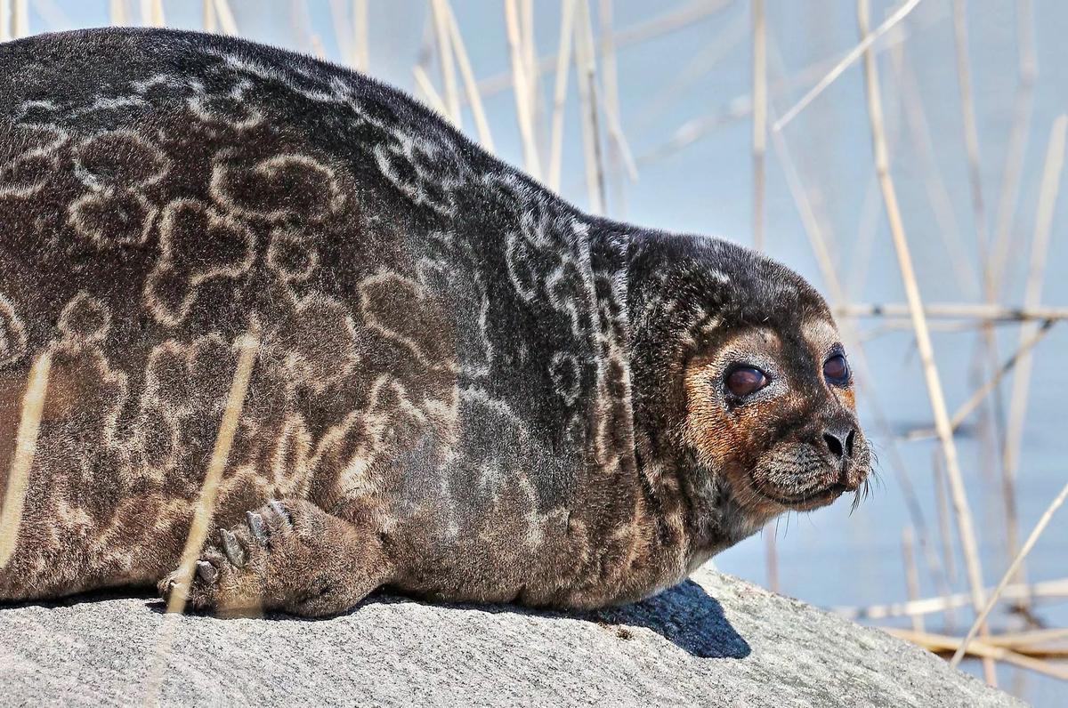 La foca anillada del Saimaa es uno de los animales mas singulares de Finlandia.