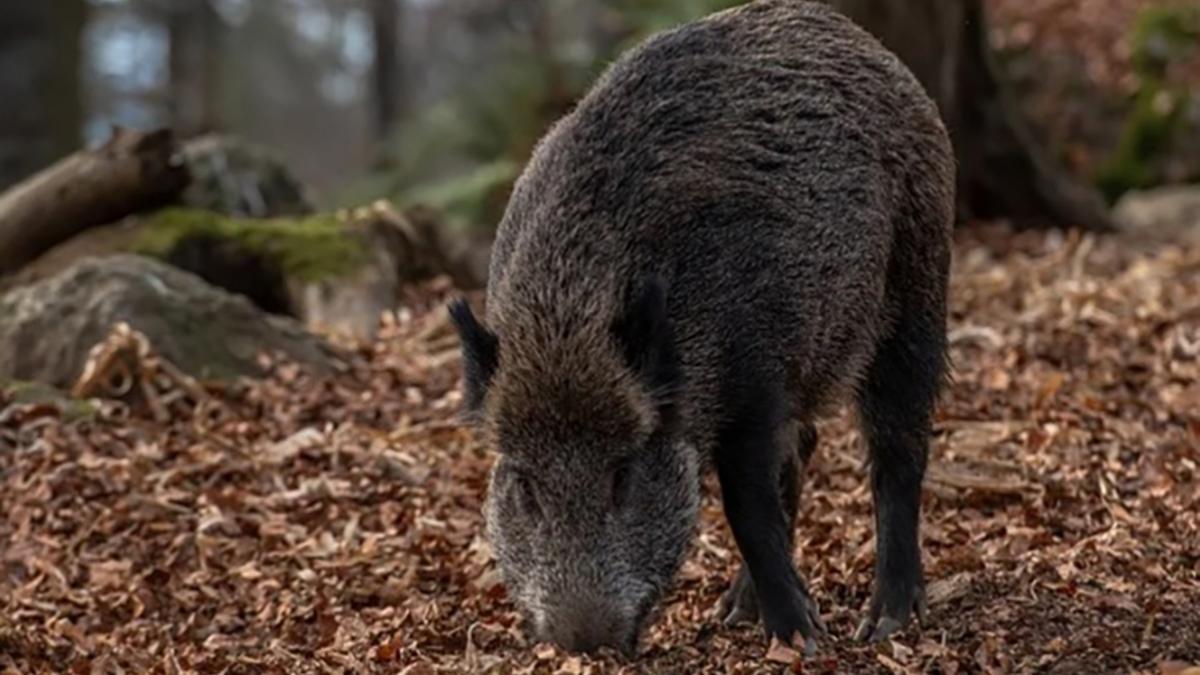 Jabalíes en un bosque mediterráneo, en una imagen de archivo.