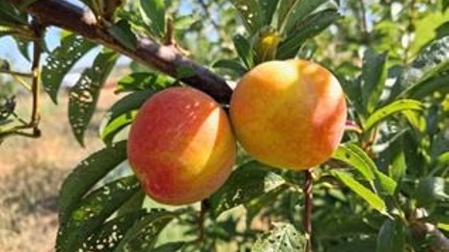 Detectan altos valores de vitamina C en varias frutas de la isla