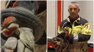 Curioso hallazgo en las inmediaciones del aeroclub de Castelló durante Sant Joan