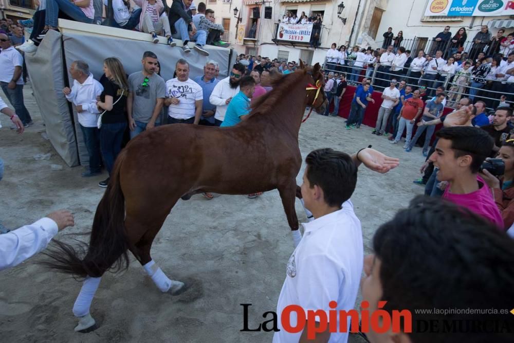 Caballo a pelo Caravaca (Desfile)