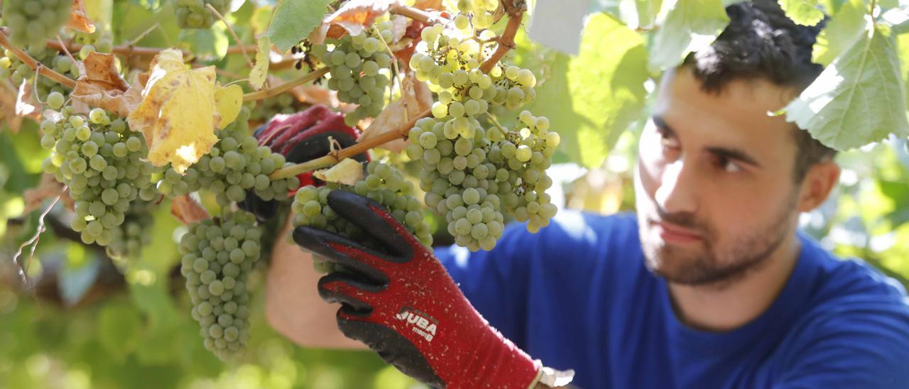 La bodega Mar de Frades, que empezó el jueves pasado, para sus espumosos, fue una de las más madrugadora en la presente vendimia.