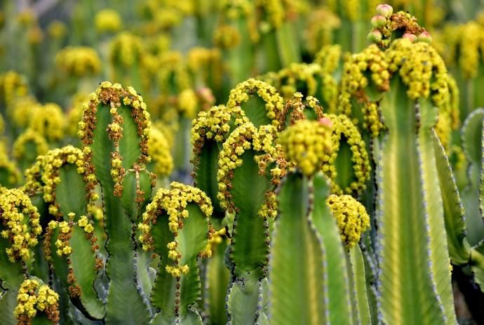 01/03/2019 MONTAÑA LOS VELEZ, AGÜIMES. Plantas para exportación de Viveros El Rosal. SANTI BLANCO