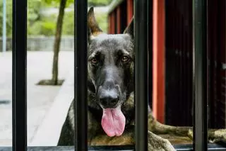 Agentes de cuatro patas: compañeros fieles de la Guardia Civil con un olfato agudo contra el delito