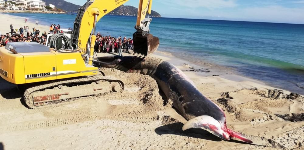 Una ballena muere en la playa de Cala Millor