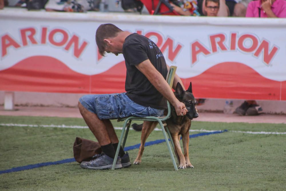 Carrera de burros y asnos y exhibición canina en D