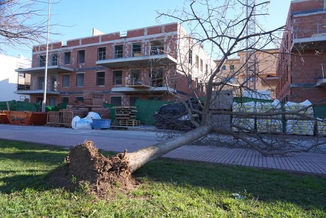 Las imágenes de los destrozos de los vientos huracanados por la borrasca Oriana en Castellón