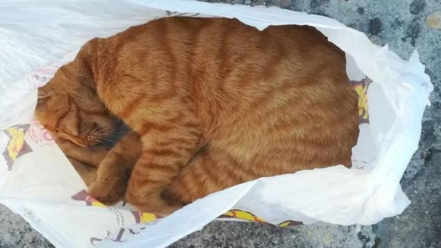 El gato dentro de la bolsa en la que fue hallado. // Guardia Civil