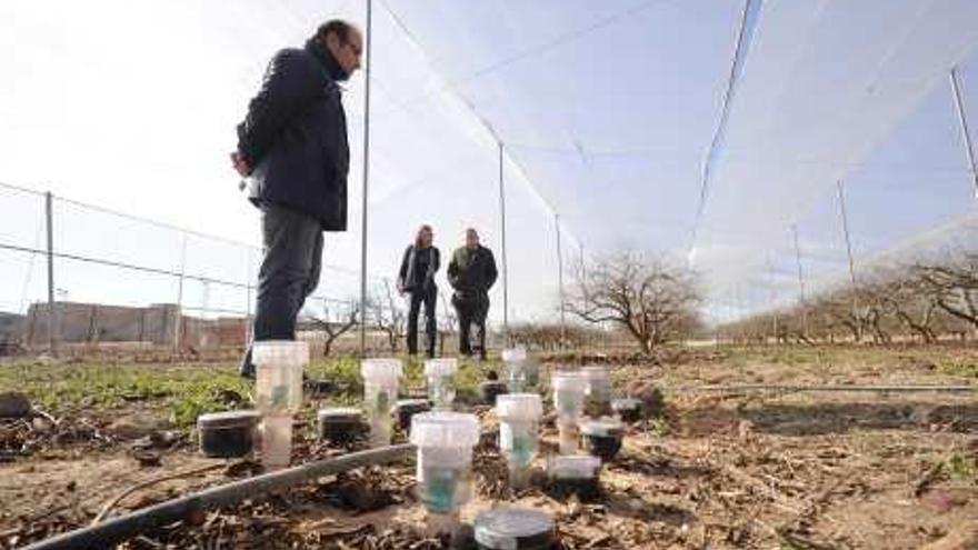 Cuestión de espacio. Los clones ocupan 4 de las 10 hectáreas que tiene el campus de Desamparados