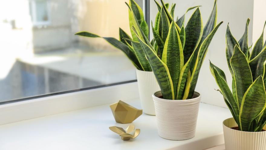 Sansevieria: la planta de interior que no puedes matar