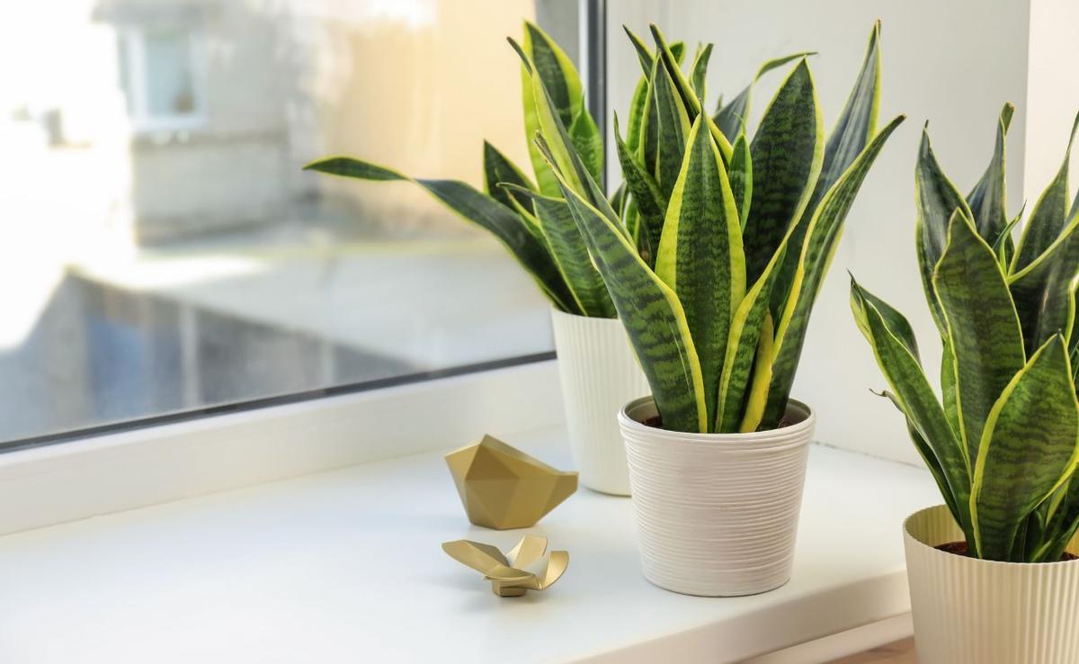 PLANTA LENGUA DE SUEGRA | Sansevieria: la planta de interior que no puedes matar