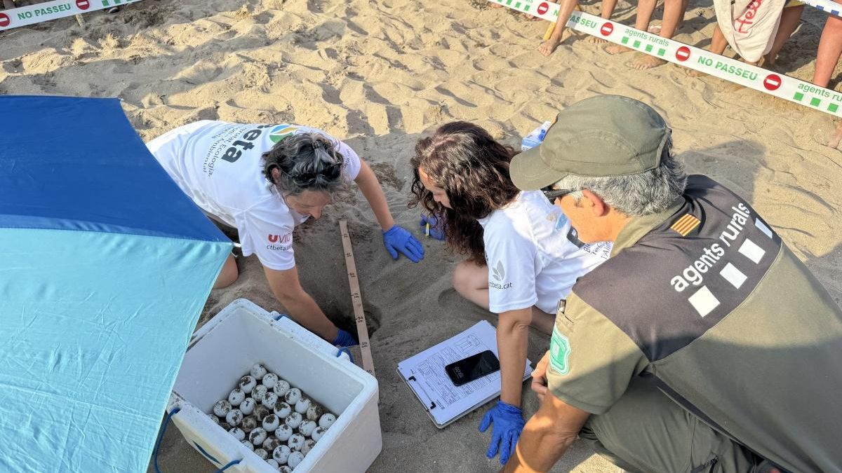 Les imatges de la troballa d'un niu de tortuga marina a la platja de Riells de l'Escala
