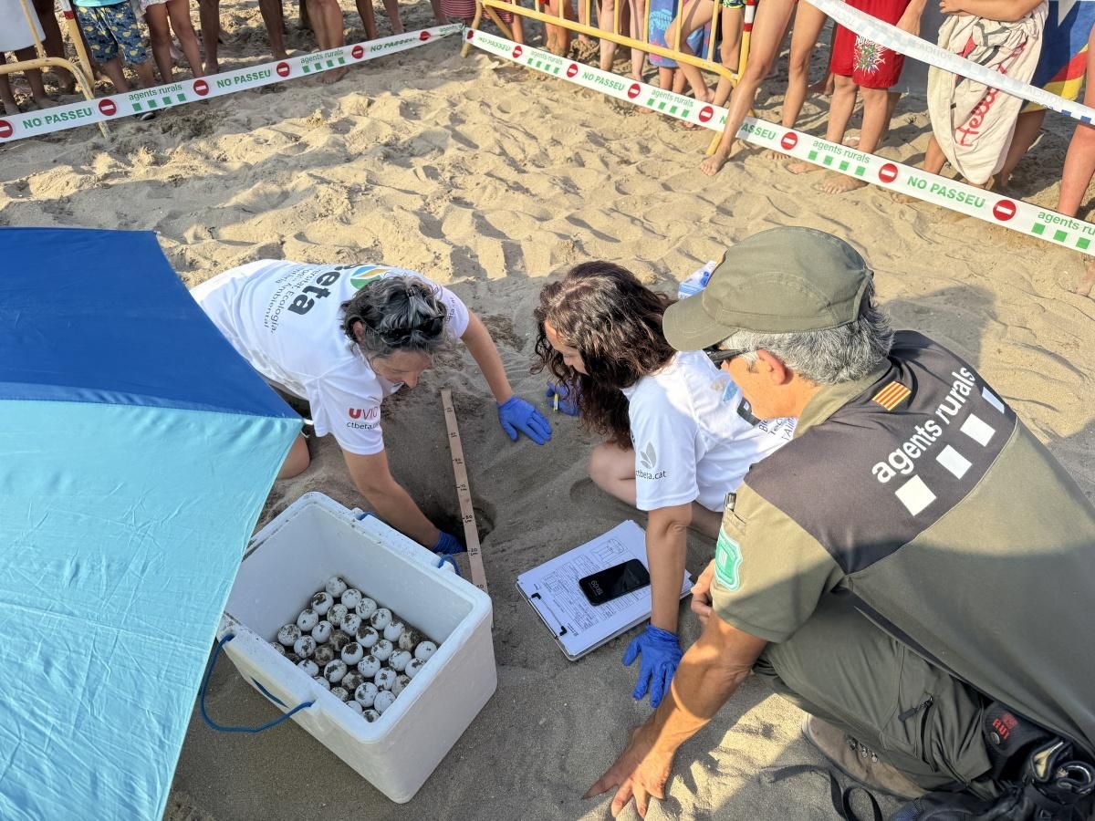 Les imatges de la troballa d&#039;un niu de tortuga marina a la platja de Riells de l&#039;Escala