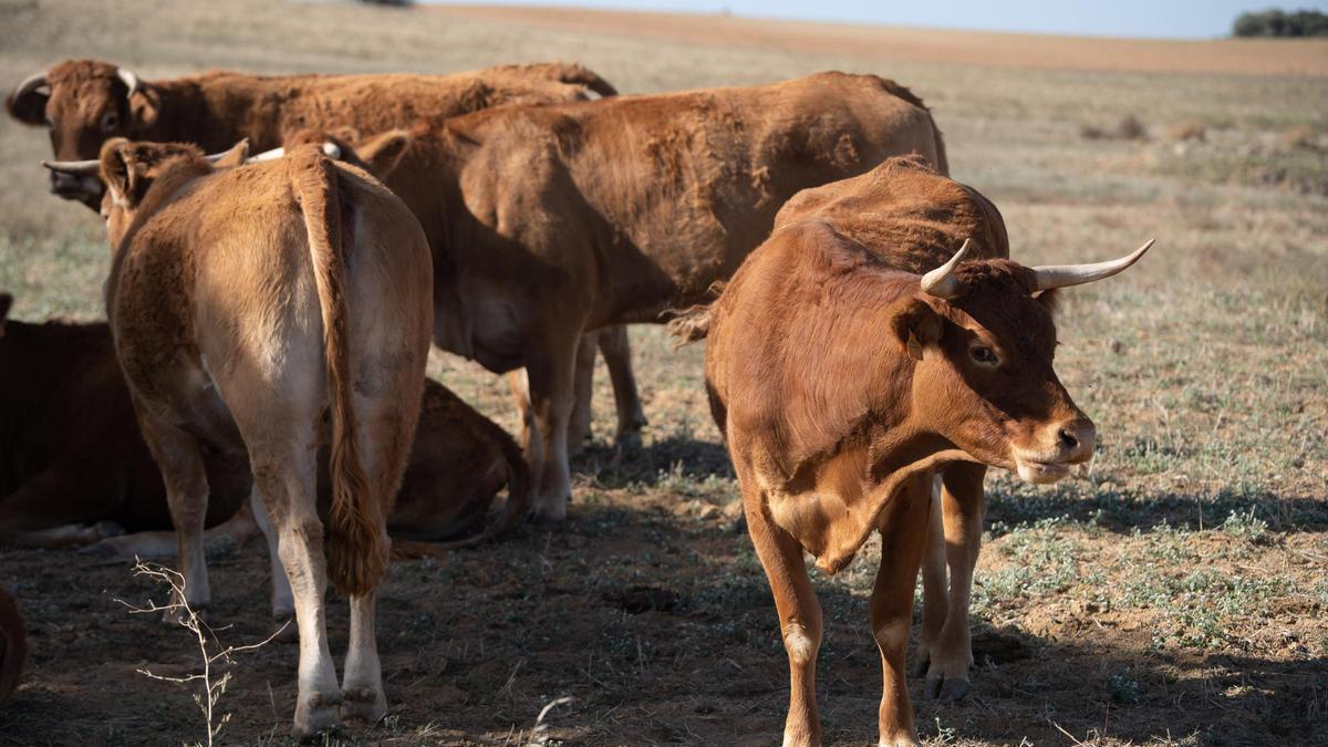 Ganadería de vacas en una explotación de la provincia de Zamora