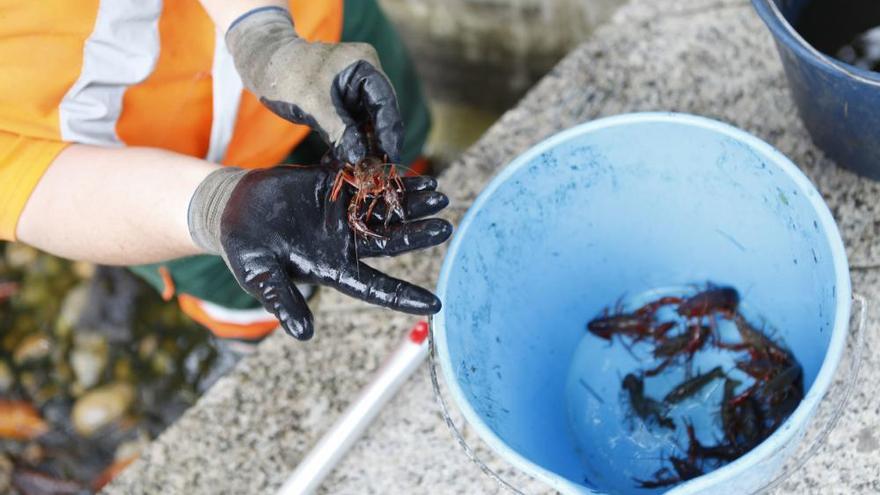 Recogen más de 75 kilos de cangrejo rojo americano en un estanque de Gijón