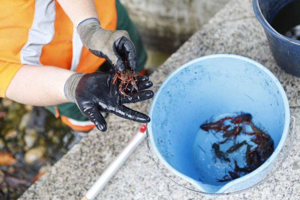 Recogen más de 75 kilos de cangrejo rojo americano en un estanque de Gijón