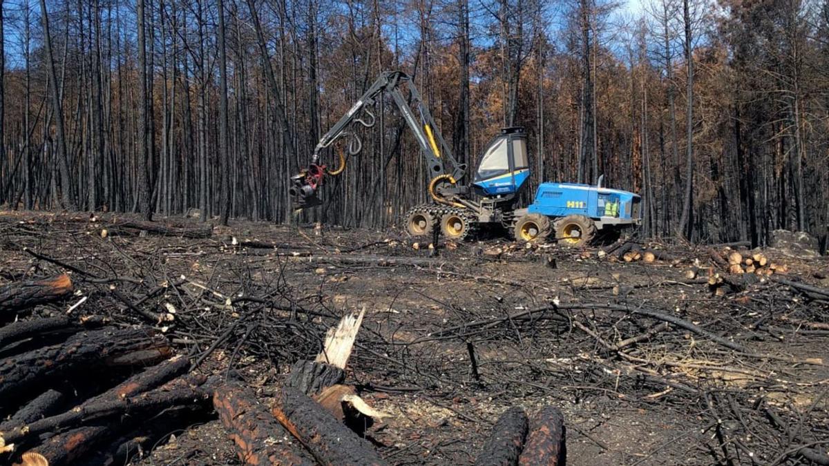 Corta de madera quemada en un pinar de la Sierra de la Culebra. |