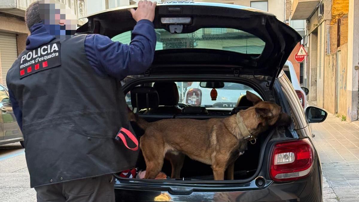 Les imatges del dispositiu policial de trànsit i en un local Figueres