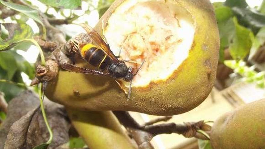 Una avispa asiática alimentándose de una pera.