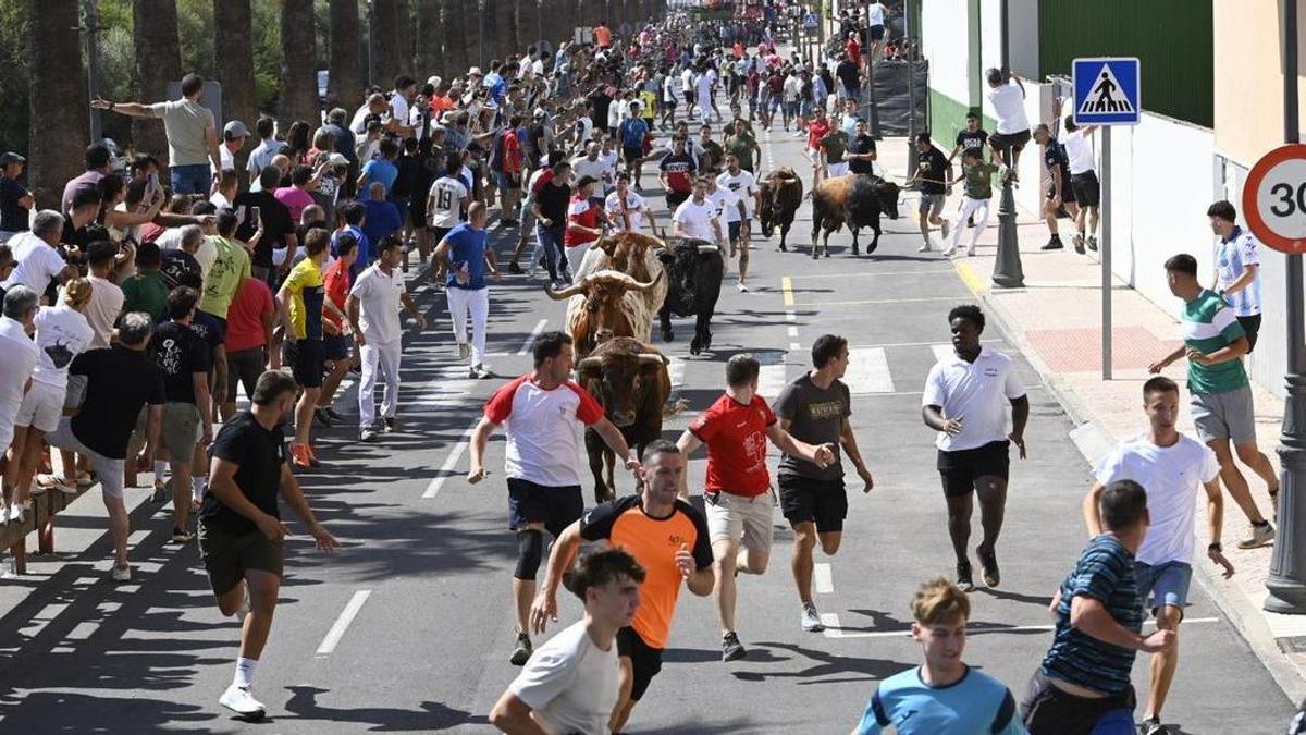 El tradicional encierro de cerriles de las fiestas de la Vall d'Alba ha reunido a cientos de personas a lo largo del recorrido.