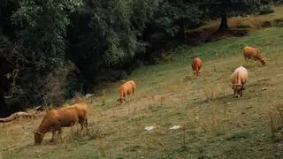 Polémica en 9 pueblos de León por las boñigas de vaca