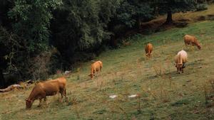 Varias vacas pastan en un pueblo en la frontera entre León y Galicia.