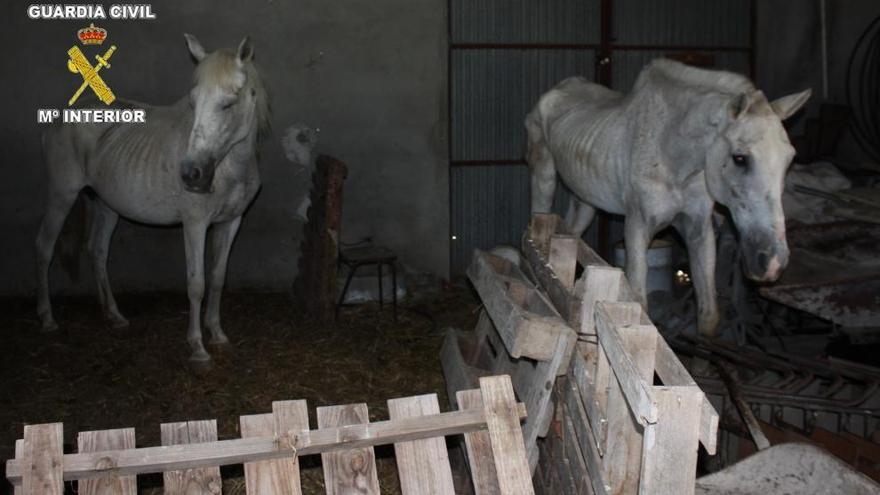 Condenado a 9 meses de prisión por maltratar a 21 caballos en Callosa de Segura