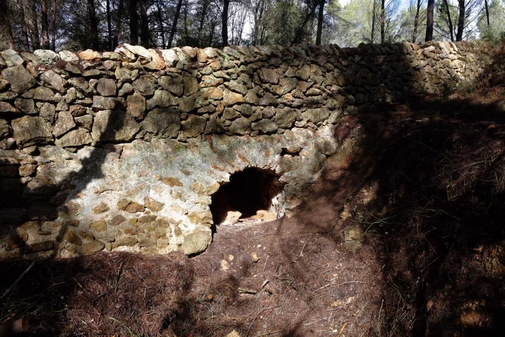 La fuente que alimentaba el canal de Fruitera y los huertos cercanos a Santa Gertrudis vuelve a estar a la vista