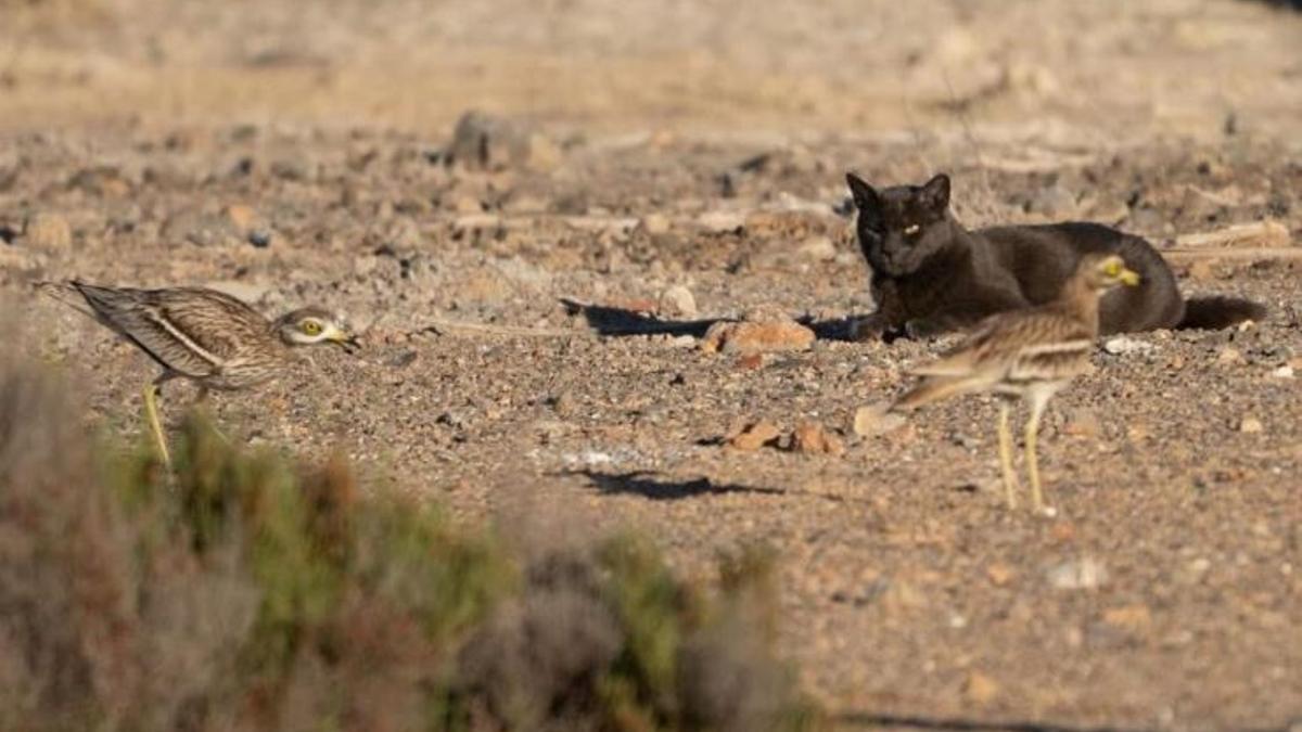 Las dos aves y un gato en ses Feixes de Talamanca.