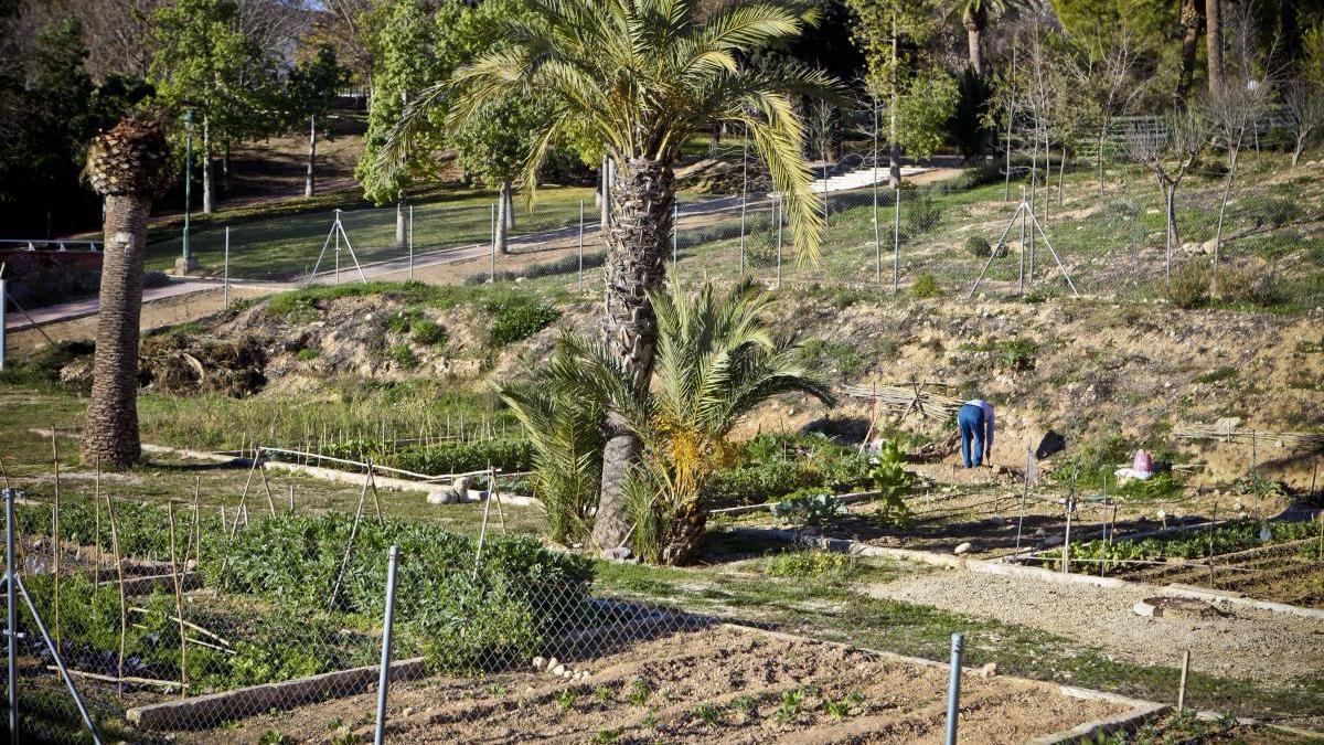 Imagen del huerto social de la Zona Norte.