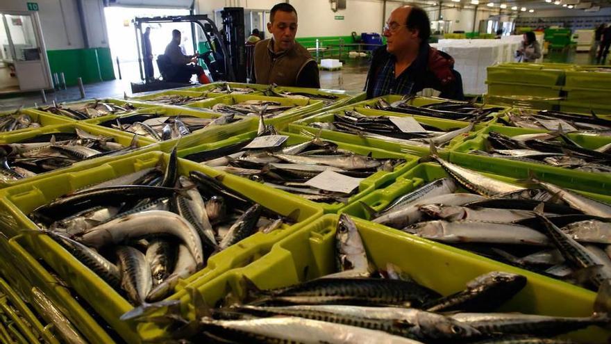 Cajas de xarda fresca en la rula de Avilés.