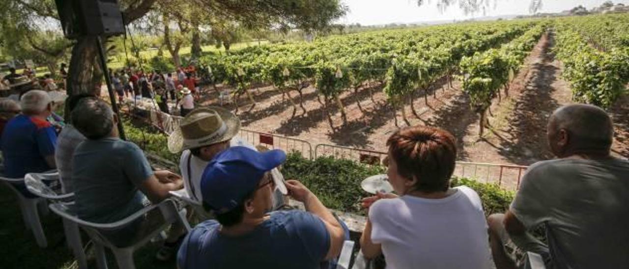 El concurso de embolsado de uva de mesa del año pasado en la finca Heretat de Cesilia de Novelda.