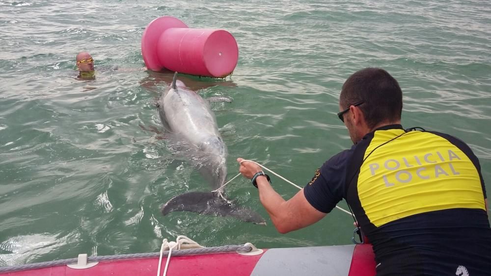 Encuentran un delfín muerto en El Rebollo
