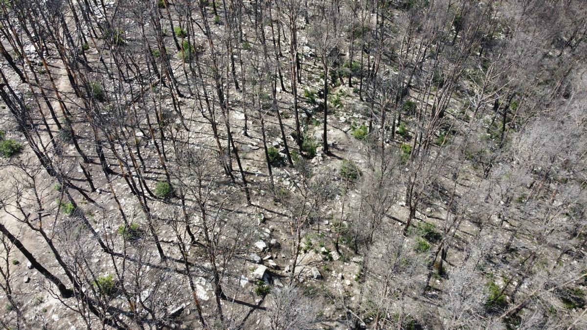 El Govern utilitza un dron per identificar restes de la Guerra Civil a la zona incendiada de Corbera d’Ebre