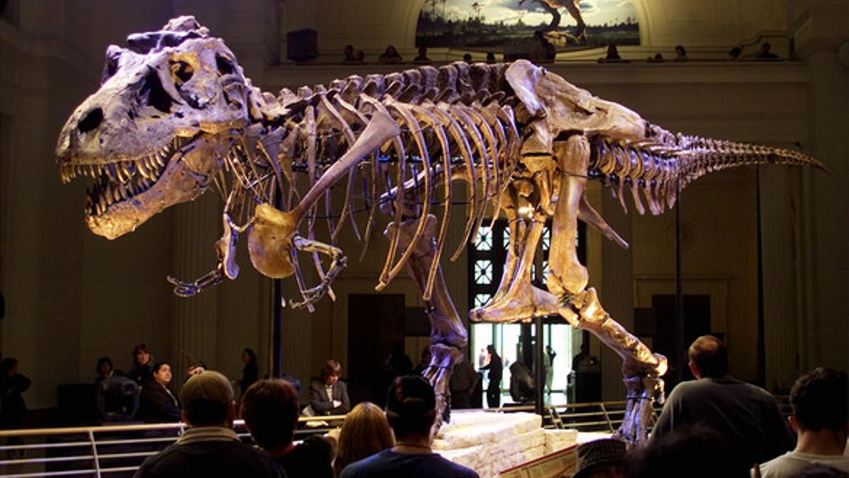 Un esqueleto de tiranosaurio rex expuesto en un museo de Chicago.
