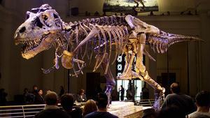Un esqueleto de tiranosaurio rex expuesto en un museo de Chicago.