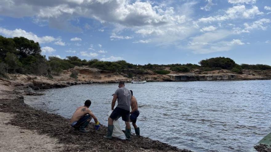 «Un trabajo muy duro» entre la posidonia de s’Estanyol