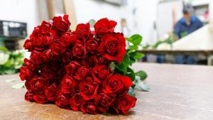 Rosas de Flors Pons, el único productor de rosas por Sant Jordi en Catalunya