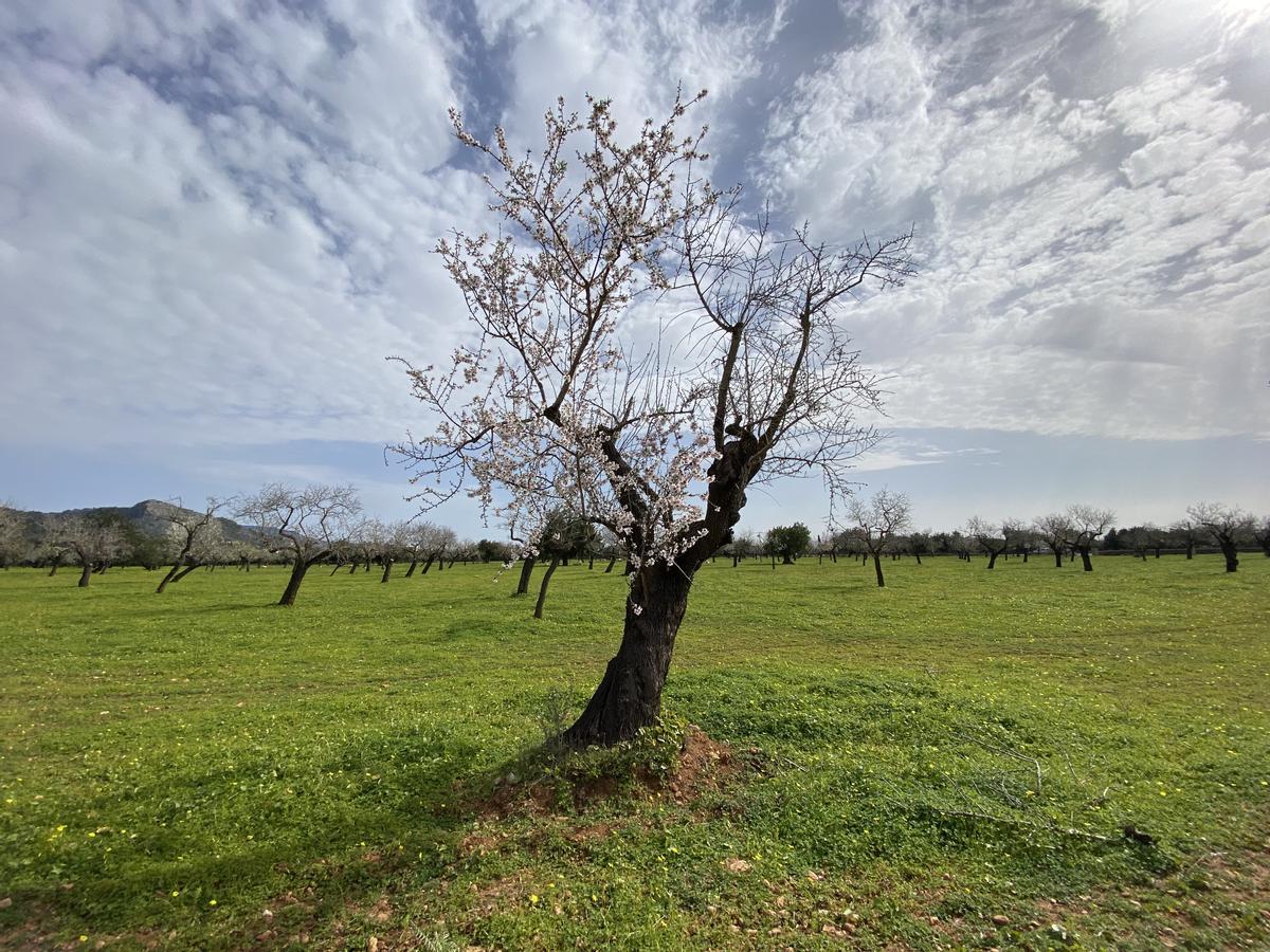 Almendros en una finca de la carretera de Valldemossa